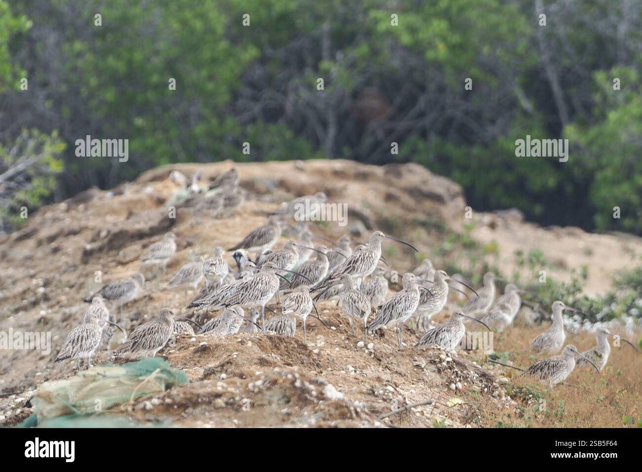 (250201) -- HAIKOU, 1 febbraio 2025 (Xinhua) -- i curlews eurasiatici sono raffigurati al Parco nazionale delle paludi delle mangrovie di Hainan Xinying a Danzhou, provincia cinese meridionale di Hainan, 31 gennaio 2025. L'Hainan Xinying Mangrove National Wetland Park è stato fondato a Danzhou nel 2007 e Luo Lixiang è diventato il primo gruppo di ranger del parco, che ha assistito ai cambiamenti ecologici qui negli ultimi anni. Prima dell'istituzione del parco delle zone umide, la zona umida fu distrutta a causa di uno sviluppo acquacoltura improprio. Al fine di ripristinare il sistema ecologico, il governo locale ha lanciato un Initiat Foto Stock