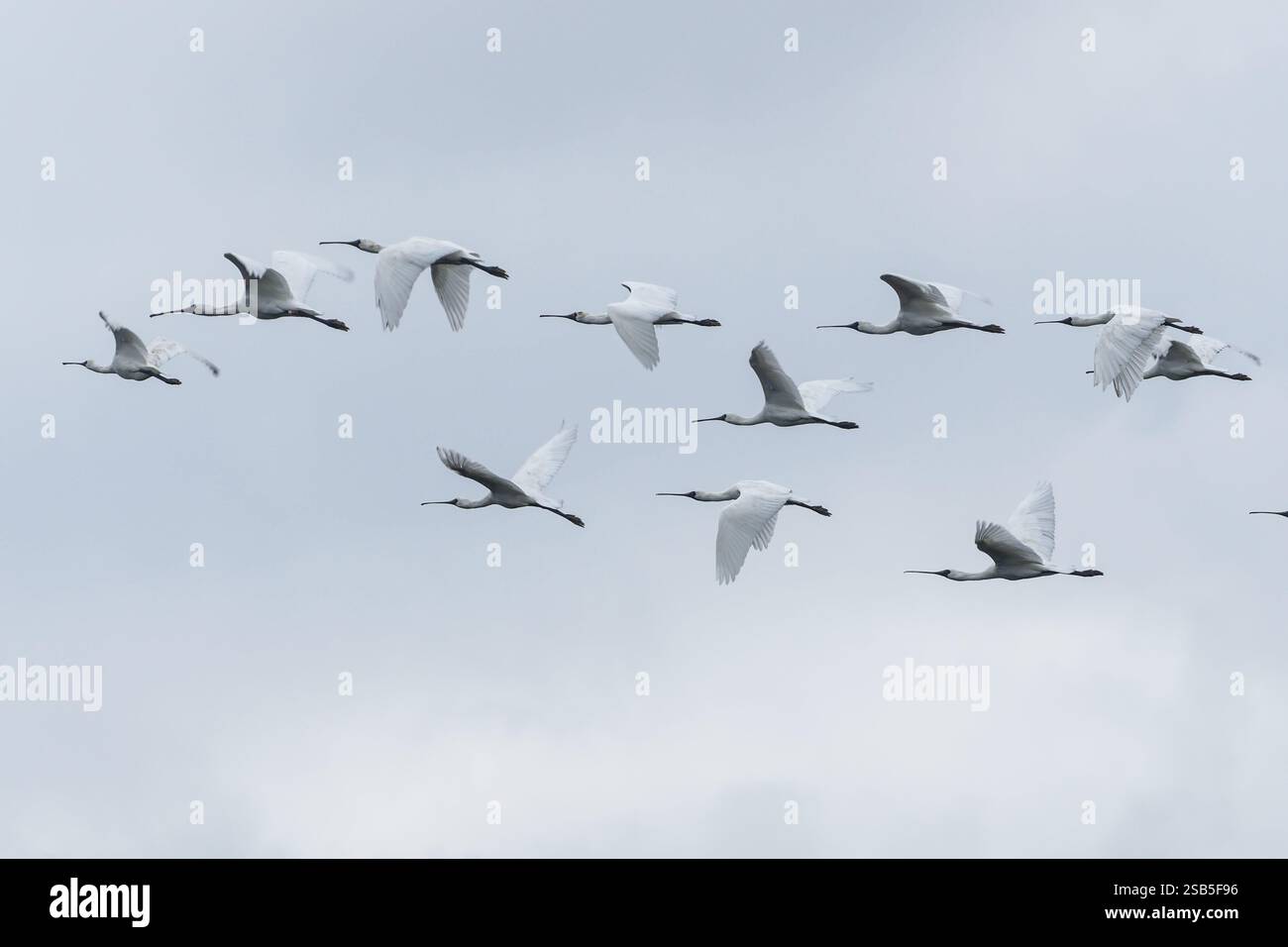 (250201) -- HAIKOU, 1 febbraio 2025 (Xinhua) -- i cucchiai dalla faccia nera sono raffigurati al Hainan Xinying Mangrove National Wetland Park a Danzhou, nella provincia cinese meridionale di Hainan, 31 gennaio 2025. L'Hainan Xinying Mangrove National Wetland Park è stato fondato a Danzhou nel 2007 e Luo Lixiang è diventato il primo gruppo di ranger del parco, che ha assistito ai cambiamenti ecologici qui negli ultimi anni. Prima dell'istituzione del parco delle zone umide, la zona umida fu distrutta a causa di uno sviluppo acquacoltura improprio. Al fine di ripristinare il sistema ecologico, il governo locale ha lanciato un i Foto Stock