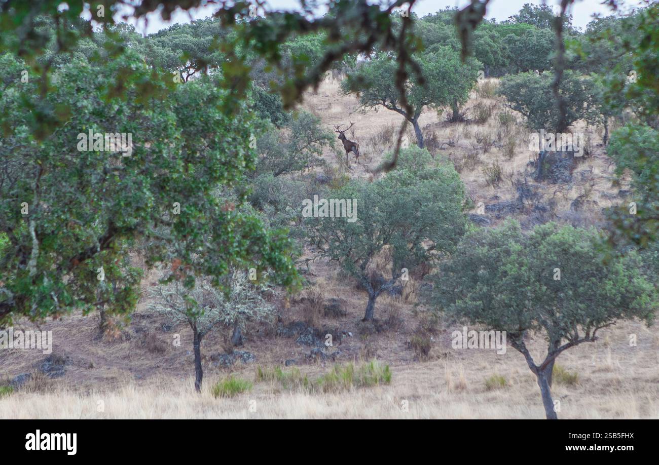 Grande tenuta di caccia alla selvaggina. Grande cervo adulto visibile tra gli alberi Foto Stock