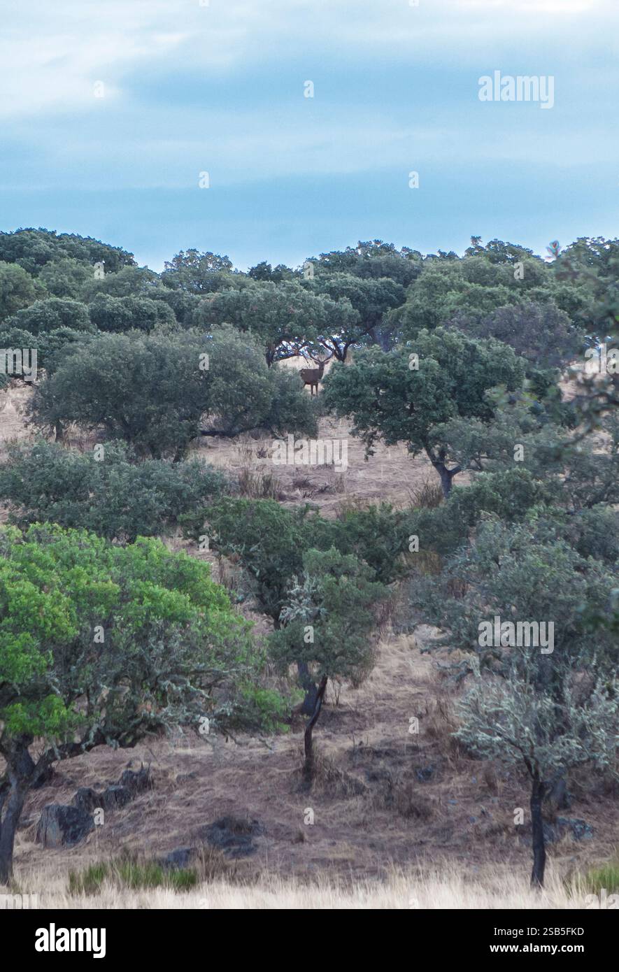 Grande tenuta di caccia alla selvaggina. Grande cervo adulto visibile tra gli alberi Foto Stock