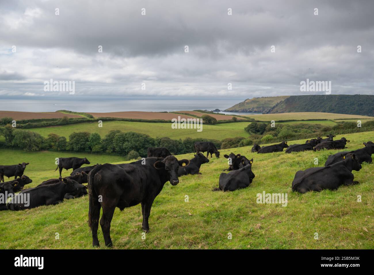 Mandria di bovini Aberdeen Angus che pascolano e riposano in un campo, a East Portlemouth, con canale inglese sullo sfondo - giorno d'autunno. Foto Stock