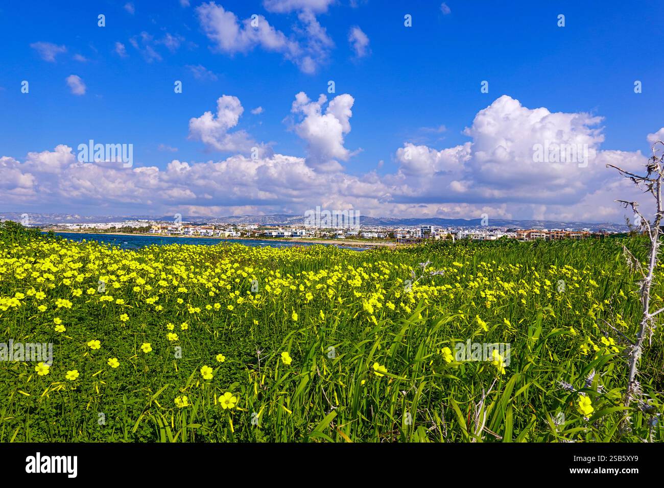 Paphos, Cipro, UE, bel tempo invernale in questa popolare destinazione turistica Foto Stock
