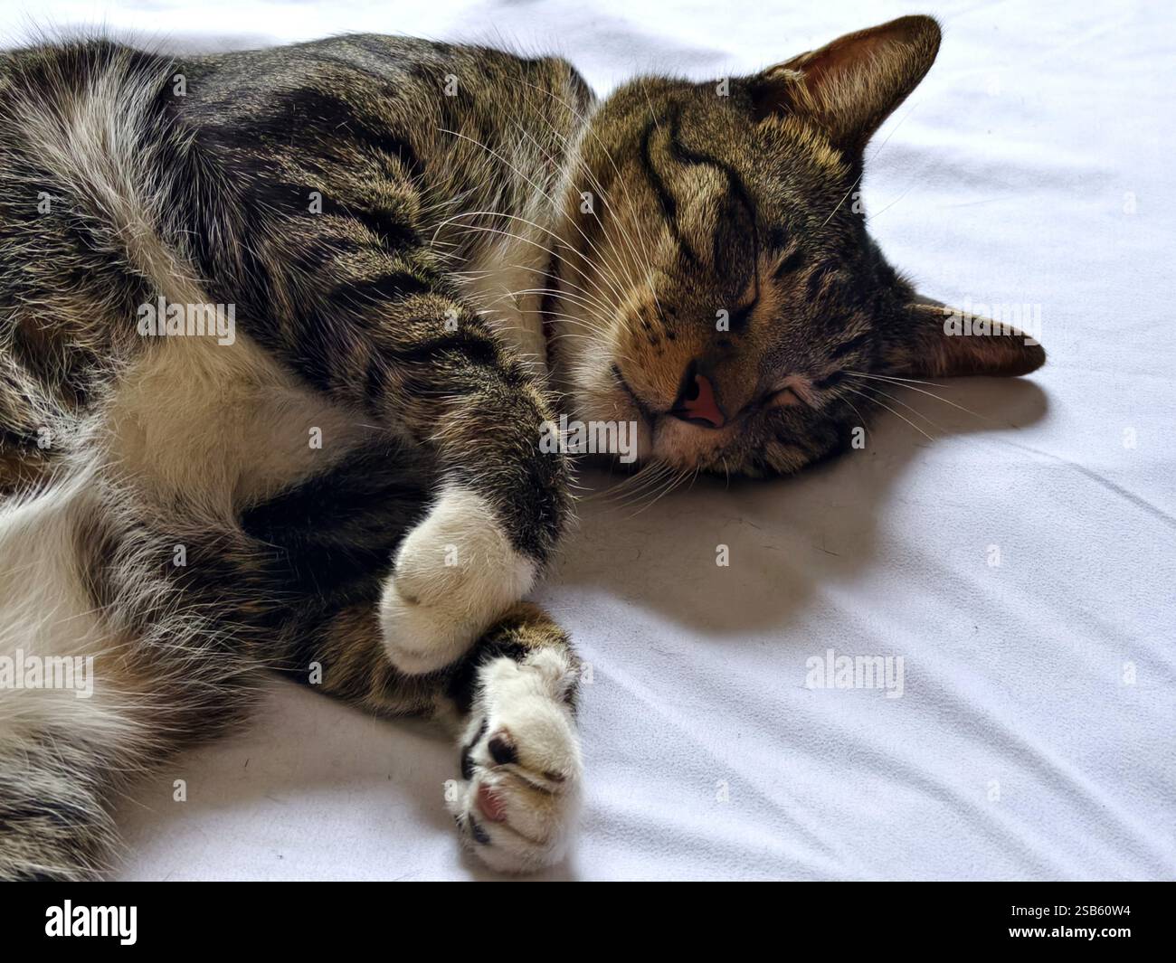 Un simpatico gatto da tabby grigio dorme tranquillamente sul letto Foto Stock