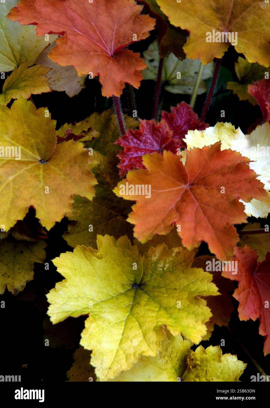 Heuchera "Amber Waves" Foto Stock