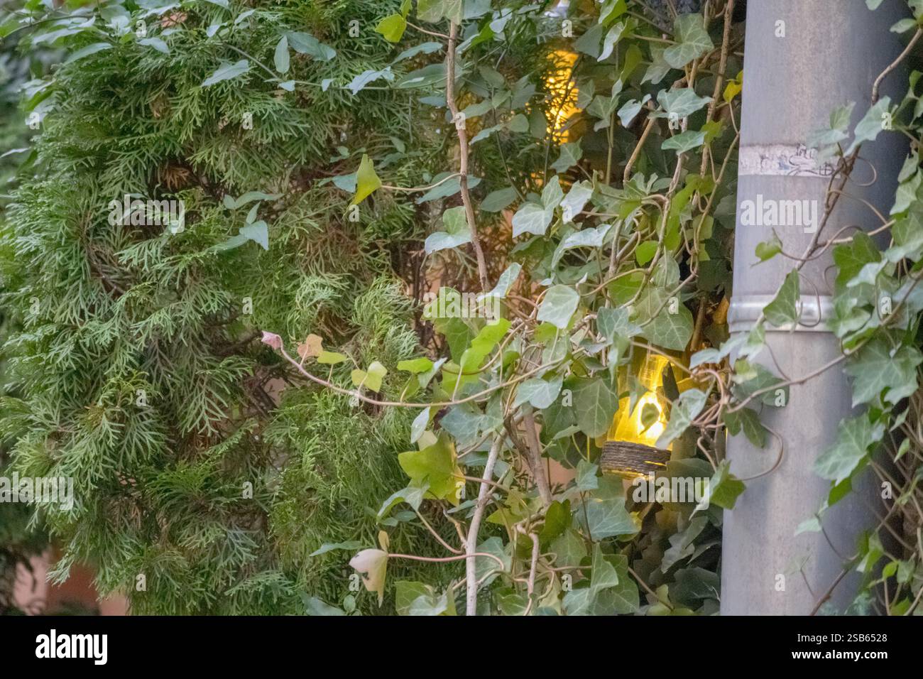 un cespuglio con foglie verdi brillanti che crescono contro il muro di un edificio. Foto Stock