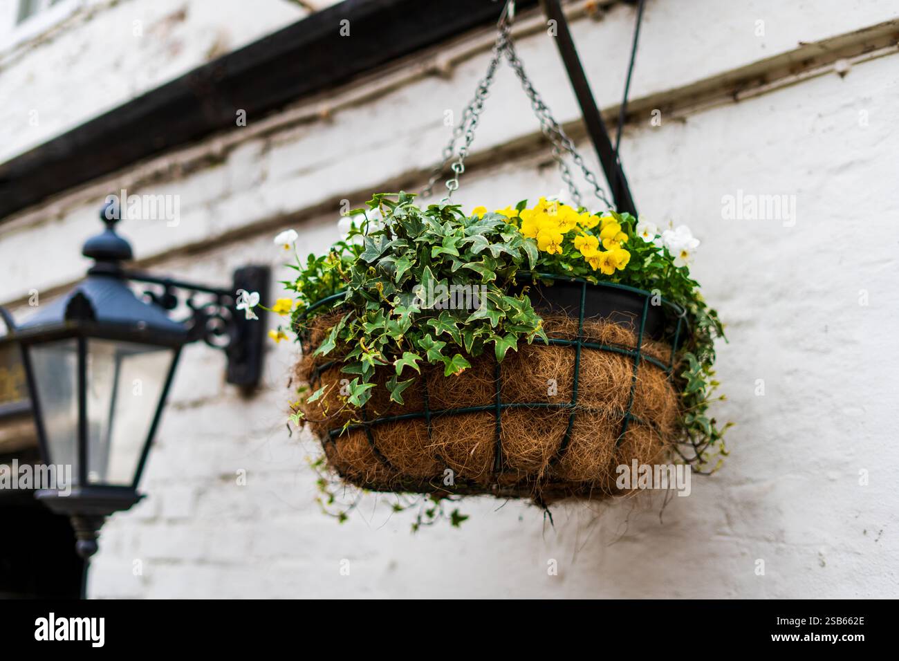 Affascinante cestino sospeso con fiori vivaci e lussureggiante edera sulla parete rustica Foto Stock