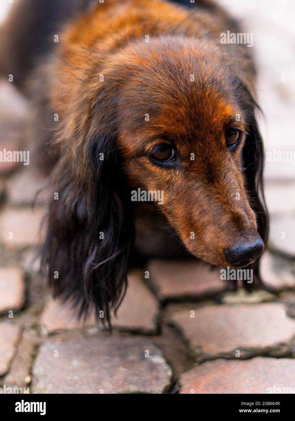 Dachshund dai capelli lunghi e dal cuore sincero, con gli occhi imploranti su un Rustico Sentiero acciottolato Foto Stock