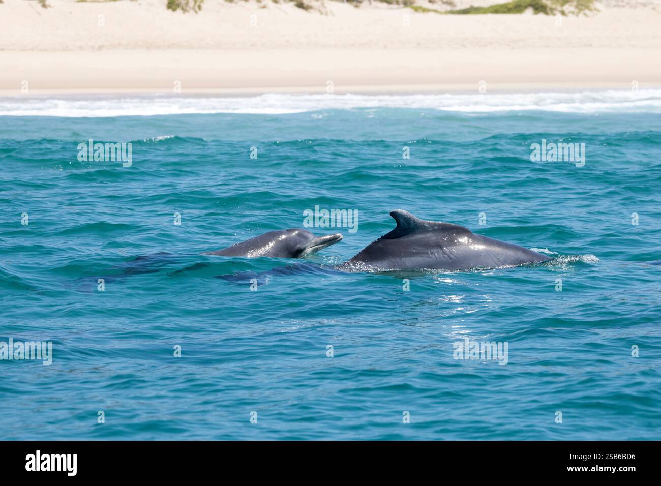 I delfini megattere dell'Oceano Indiano (Sousa plumbea) sono una specie a rischio di estinzione che affronta molte minacce umane. Plettenberg Bay è un luogo affidabile per vederli. Foto Stock