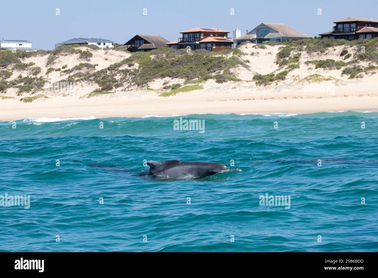 I delfini megattere dell'Oceano Indiano (Sousa plumbea) sono una specie a rischio di estinzione che affronta molte minacce umane. Plettenberg Bay è un luogo affidabile per vederli. Foto Stock