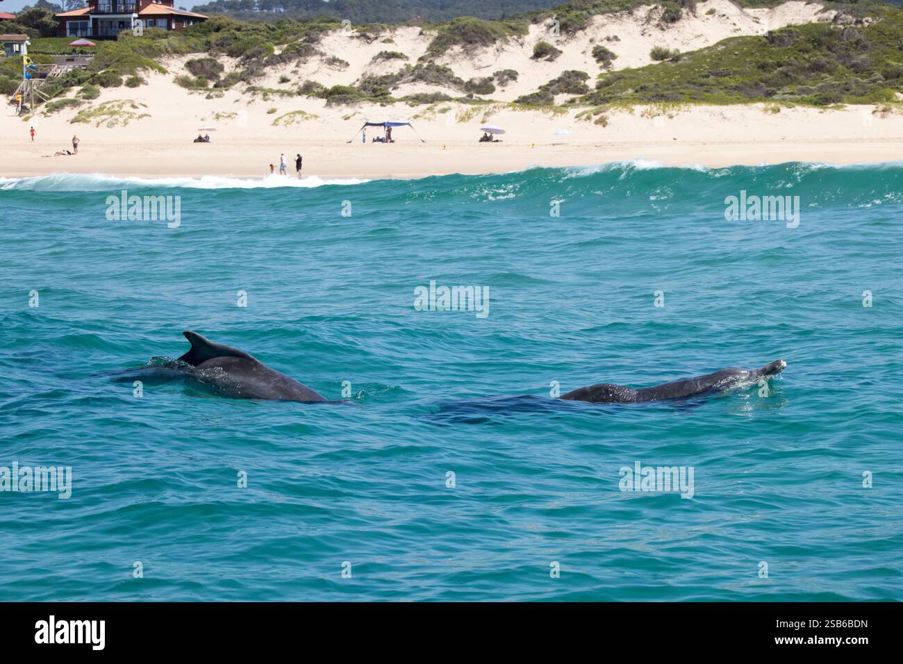 I delfini megattere dell'Oceano Indiano (Sousa plumbea) sono una specie a rischio di estinzione che affronta molte minacce umane. Plettenberg Bay è un luogo affidabile per vederli. Foto Stock