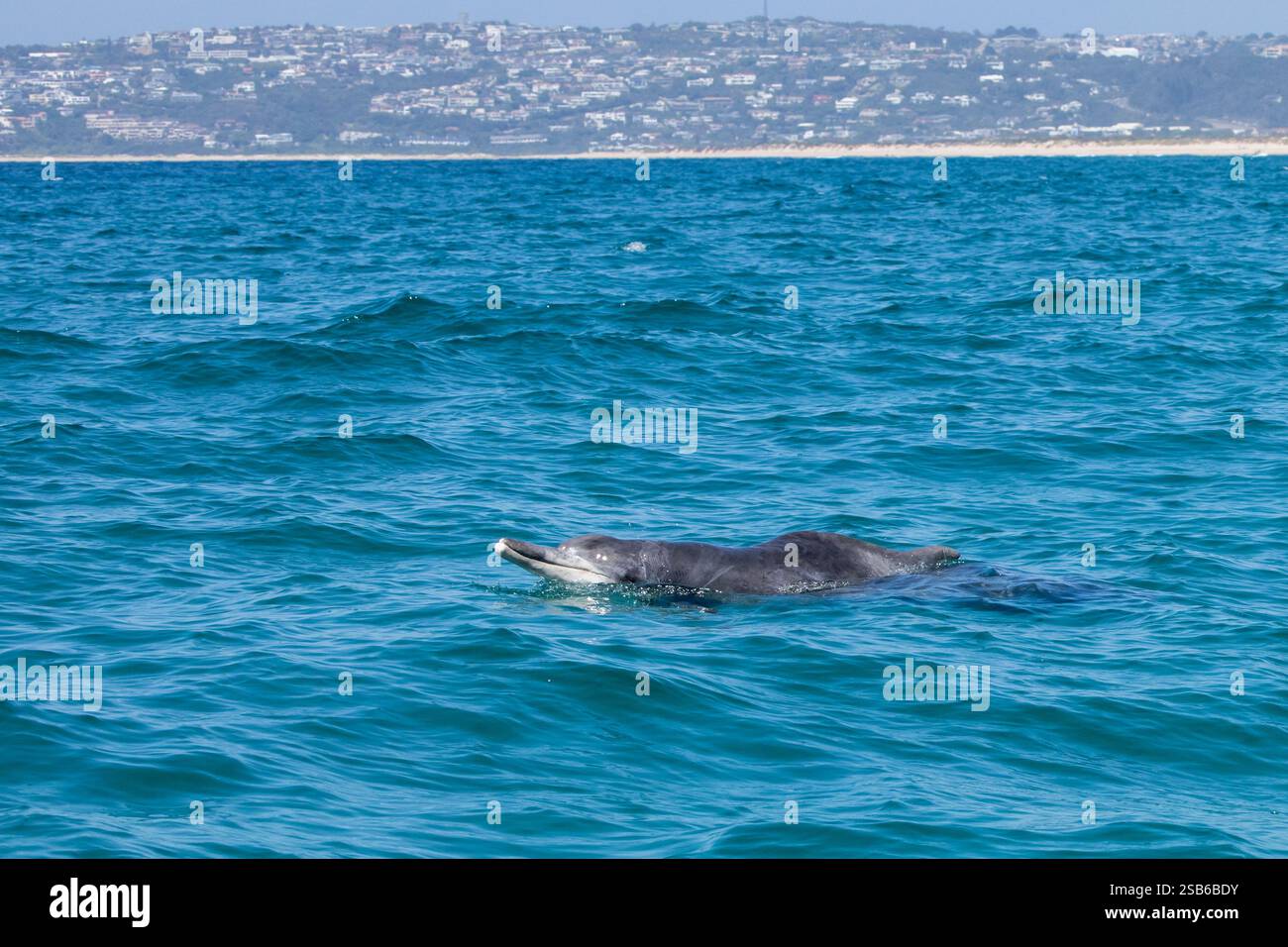 I delfini megattere dell'Oceano Indiano (Sousa plumbea) sono una specie a rischio di estinzione che affronta molte minacce umane. Plettenberg Bay è un luogo affidabile per vederli. Foto Stock