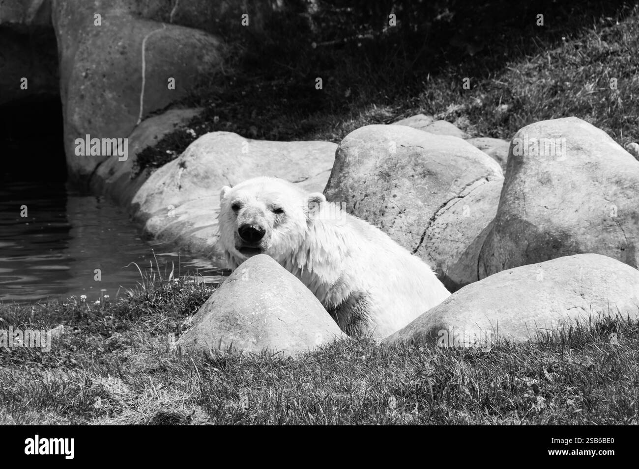 Animali allo zoo di Toronto Foto Stock