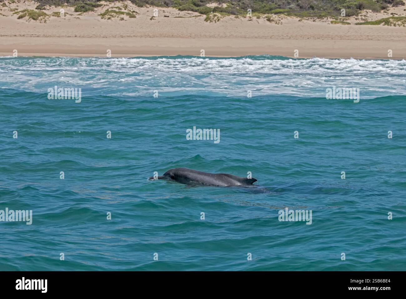 I delfini megattere dell'Oceano Indiano (Sousa plumbea) sono una specie a rischio di estinzione che affronta molte minacce umane. Plettenberg Bay è un luogo affidabile per vederli. Foto Stock