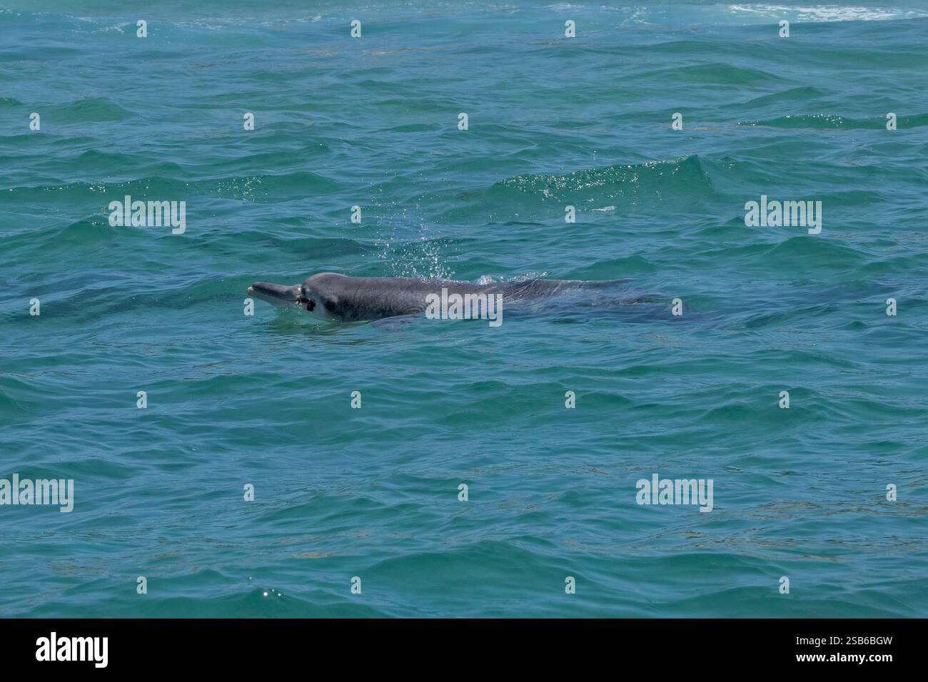 I delfini megattere dell'Oceano Indiano (Sousa plumbea) sono una specie a rischio di estinzione che affronta molte minacce umane. Plettenberg Bay è un luogo affidabile per vederli. Foto Stock