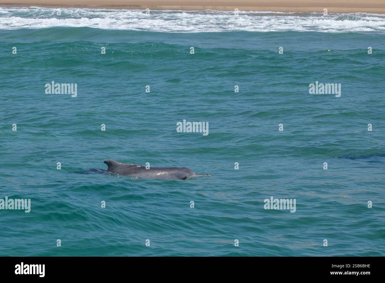 I delfini megattere dell'Oceano Indiano (Sousa plumbea) sono una specie a rischio di estinzione che affronta molte minacce umane. Plettenberg Bay è un luogo affidabile per vederli. Foto Stock