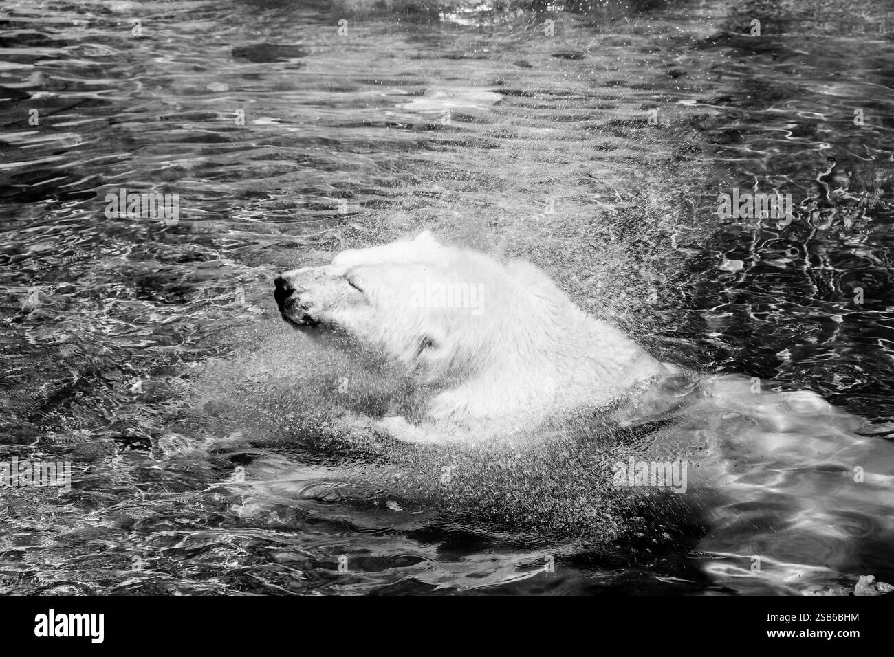 Animali allo zoo di Toronto Foto Stock
