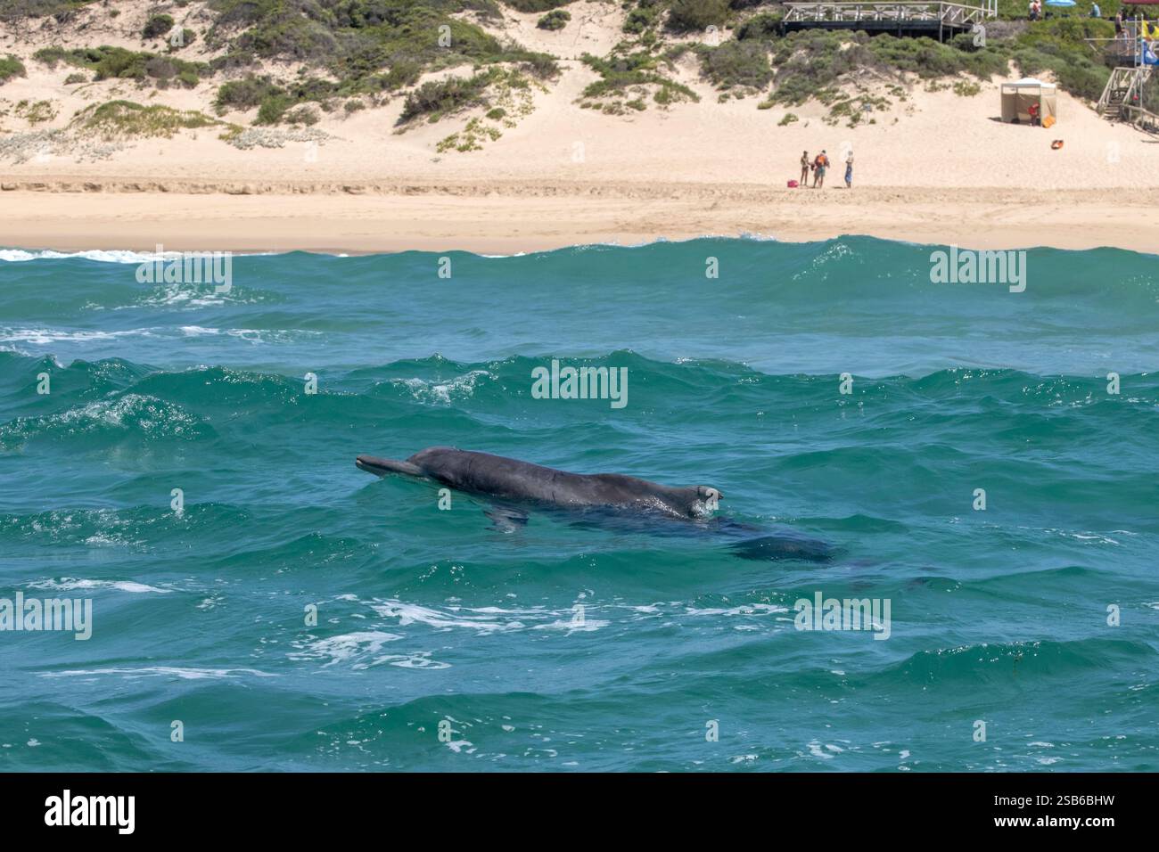 I delfini megattere dell'Oceano Indiano (Sousa plumbea) sono una specie a rischio di estinzione che affronta molte minacce umane. Plettenberg Bay è un luogo affidabile per vederli. Foto Stock