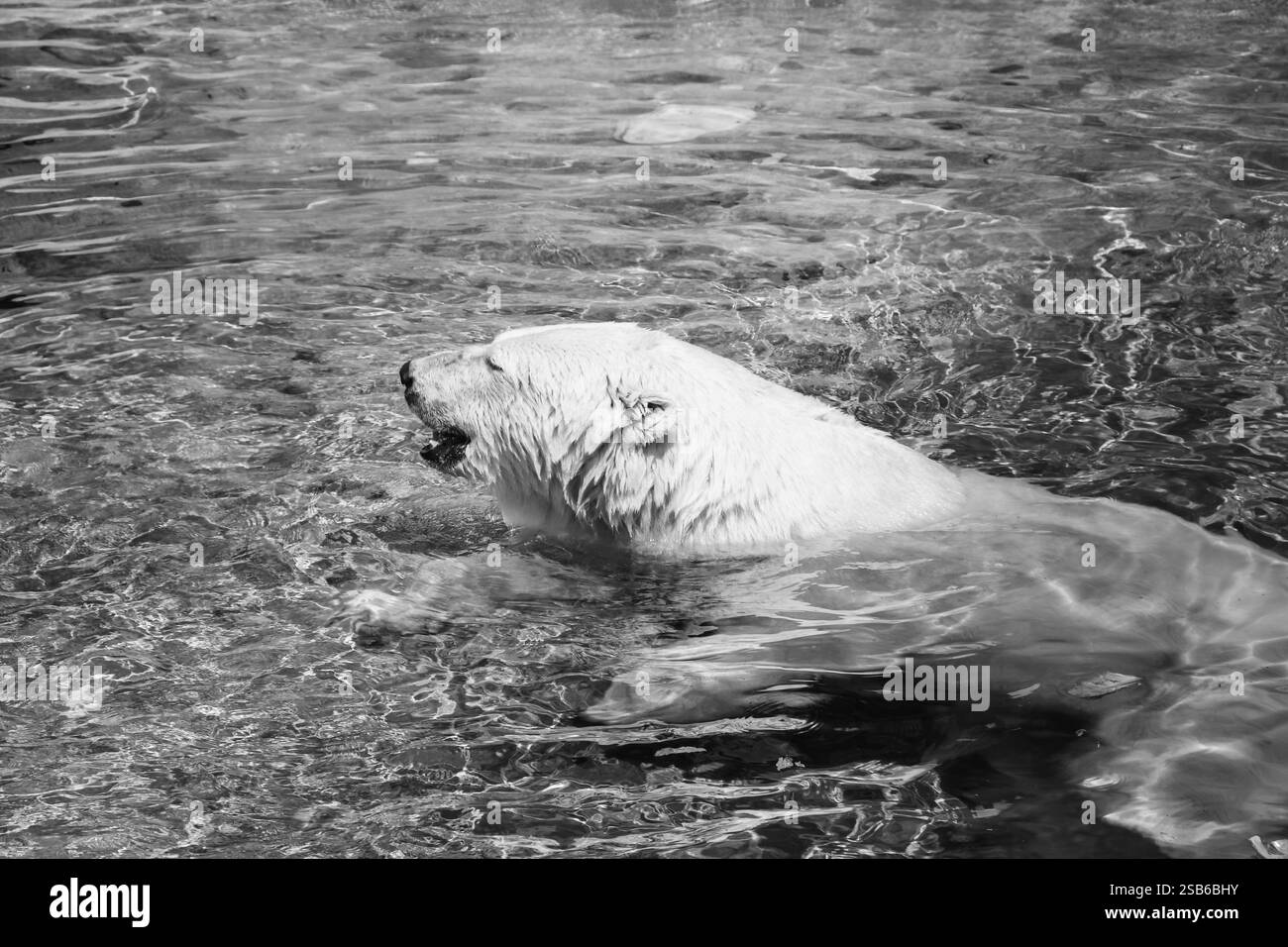 Animali allo zoo di Toronto Foto Stock