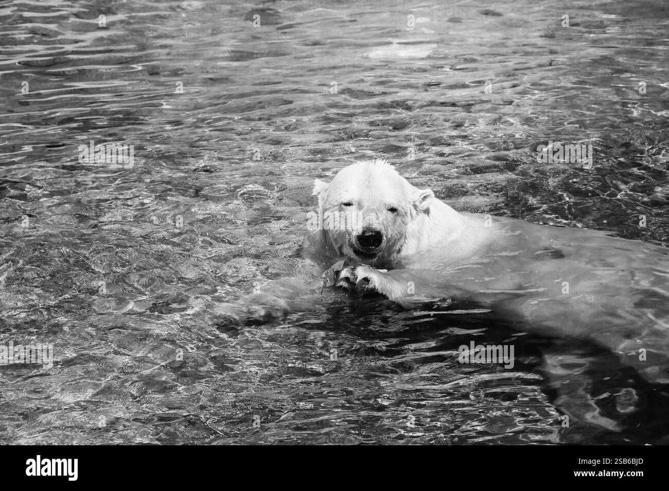 Animali allo zoo di Toronto Foto Stock