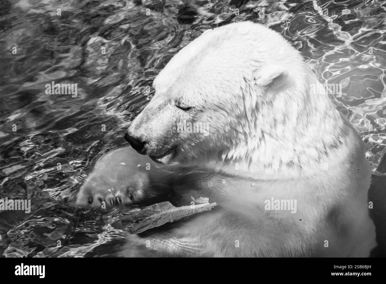 Animali allo zoo di Toronto Foto Stock