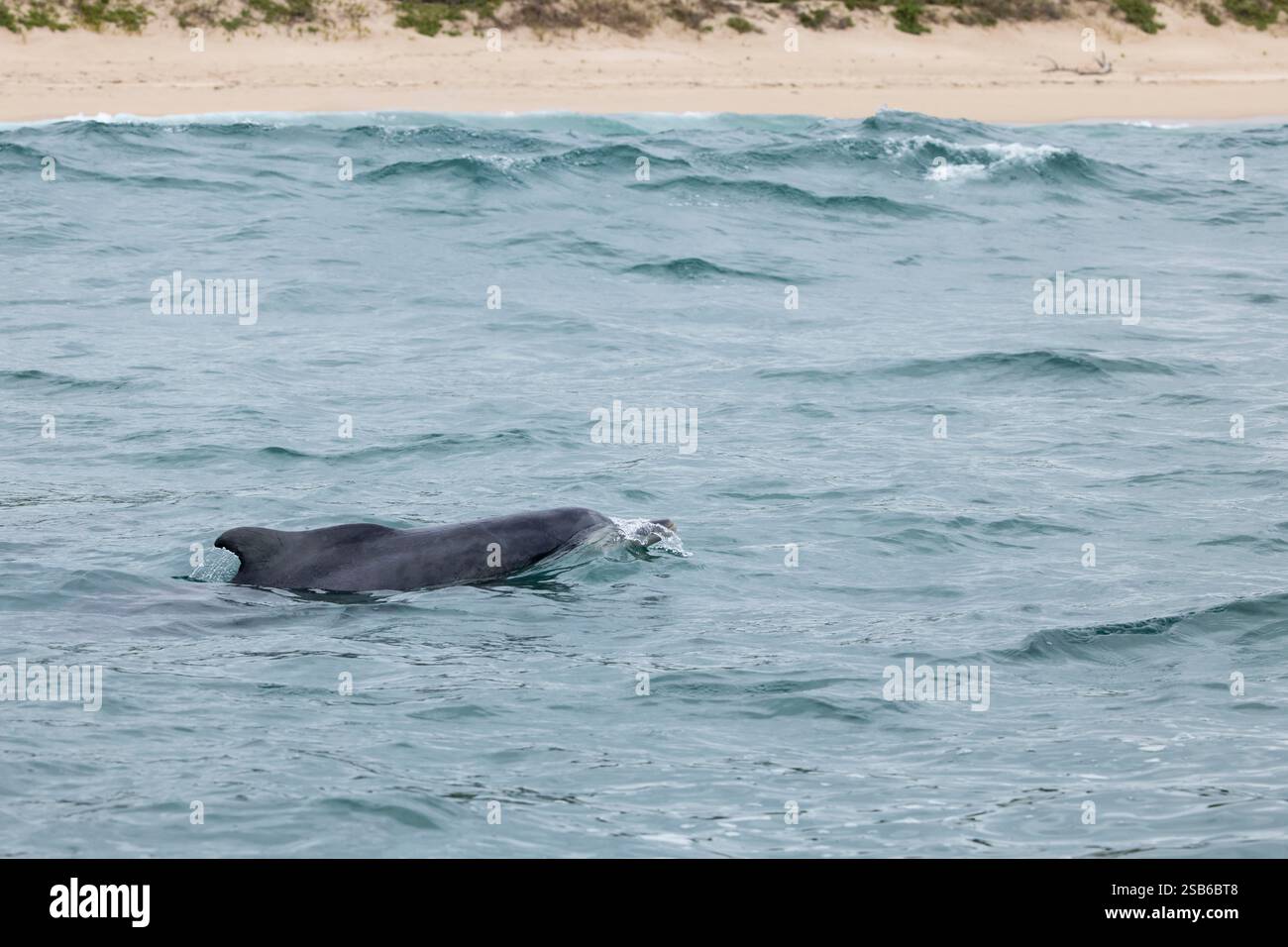 I delfini megattere dell'Oceano Indiano (Sousa plumbea) sono una specie a rischio di estinzione che affronta molte minacce umane. Plettenberg Bay è un luogo affidabile per vederli. Foto Stock