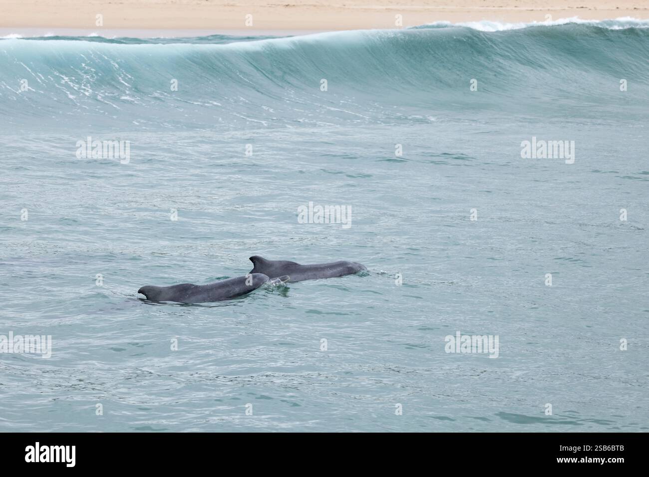 I delfini megattere dell'Oceano Indiano (Sousa plumbea) sono una specie a rischio di estinzione che affronta molte minacce umane. Plettenberg Bay è un luogo affidabile per vederli. Foto Stock