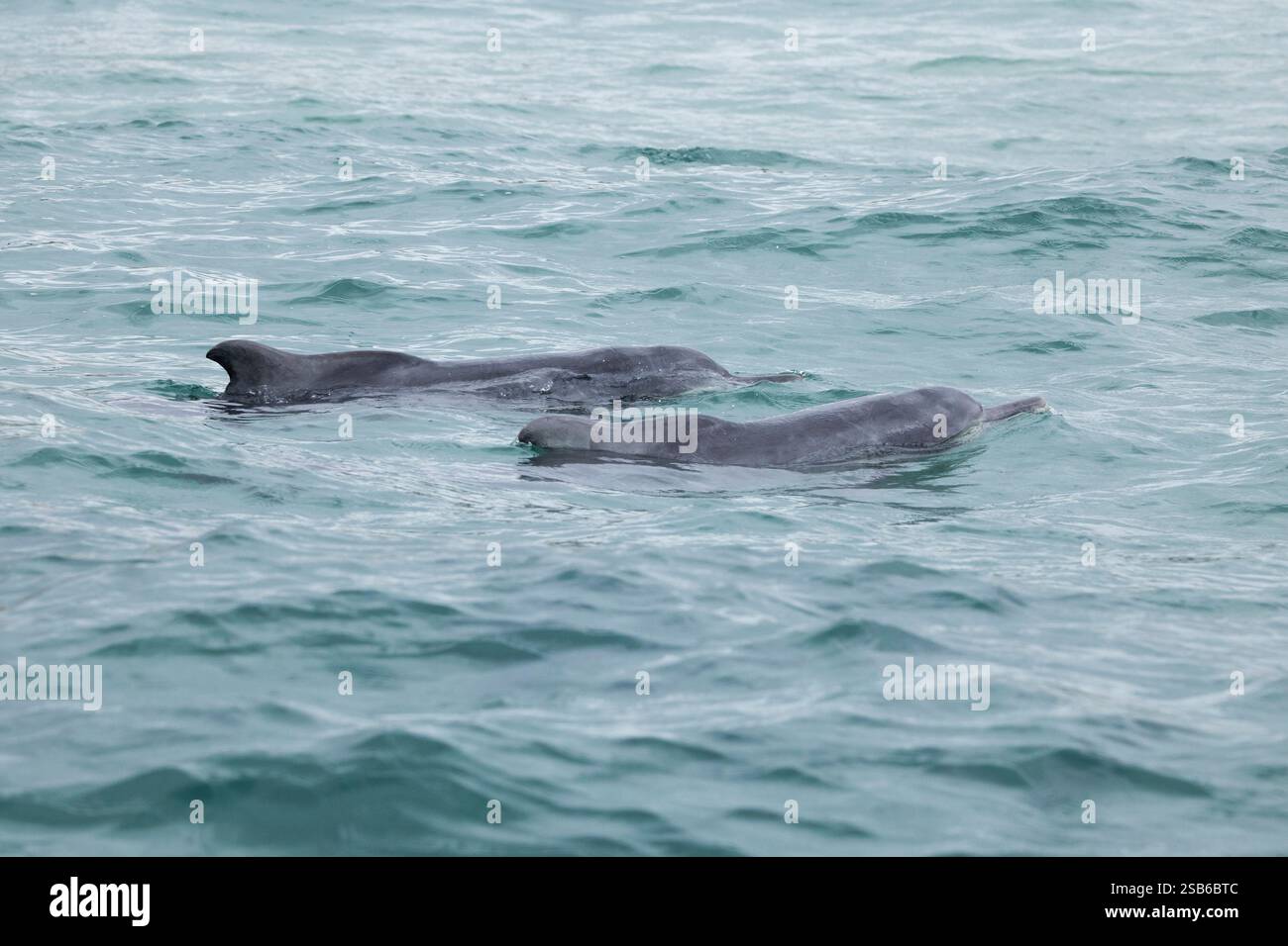 I delfini megattere dell'Oceano Indiano (Sousa plumbea) sono una specie a rischio di estinzione che affronta molte minacce umane. Plettenberg Bay è un luogo affidabile per vederli. Foto Stock