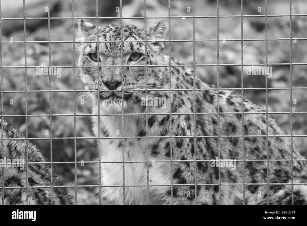 Animali allo zoo di Toronto Foto Stock