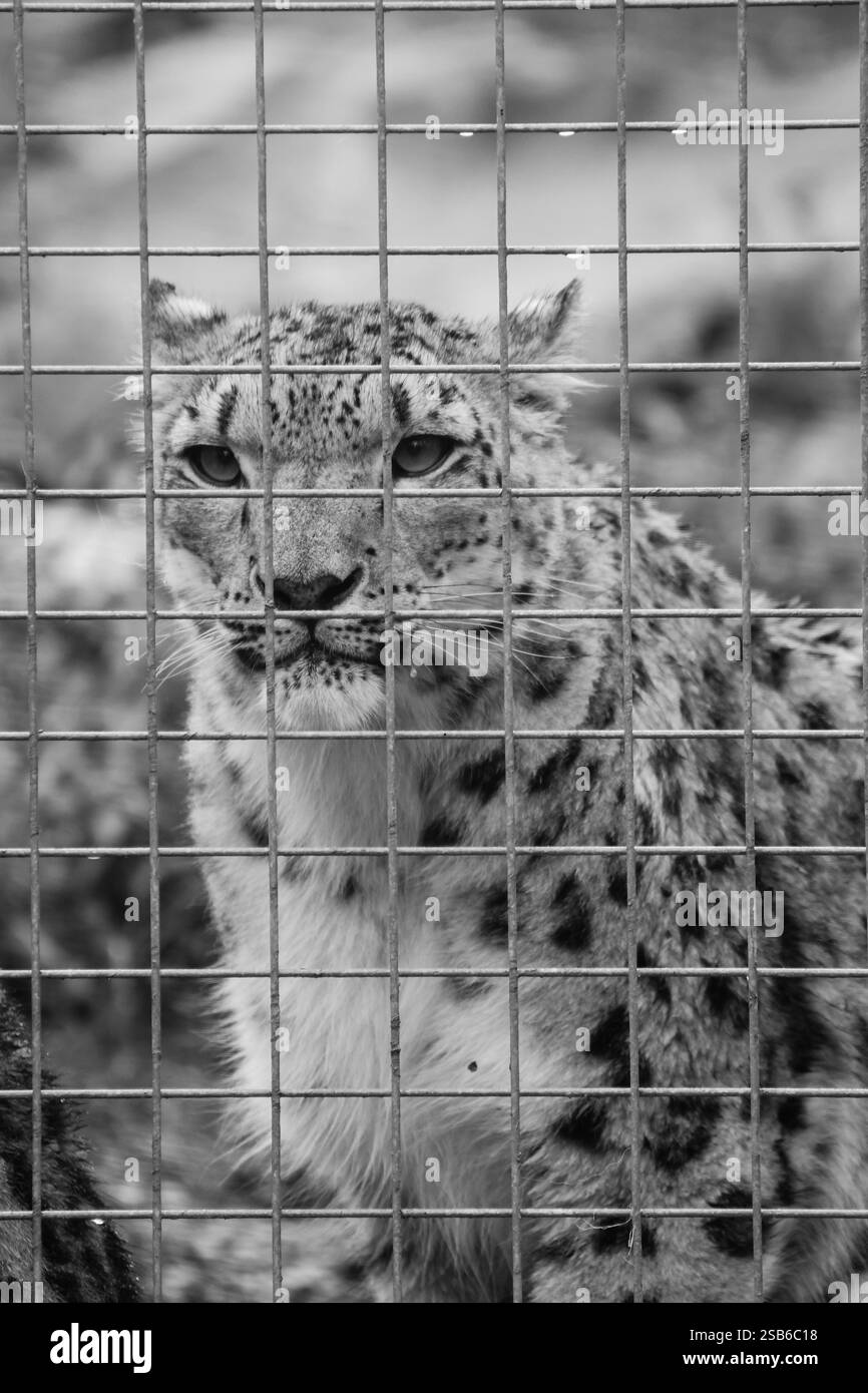 Animali allo zoo di Toronto Foto Stock