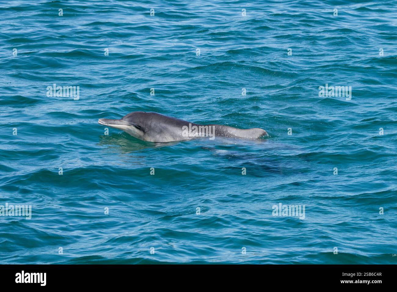 I delfini megattere dell'Oceano Indiano (Sousa plumbea) sono una specie a rischio di estinzione che affronta molte minacce umane. Plettenberg Bay è un luogo affidabile per vederli. Foto Stock