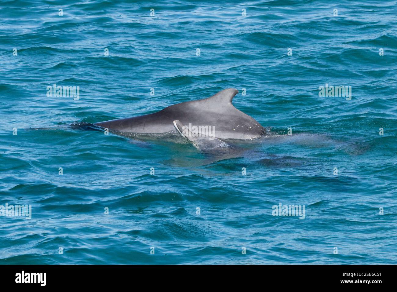 I delfini megattere dell'Oceano Indiano (Sousa plumbea) sono una specie a rischio di estinzione che affronta molte minacce umane. Plettenberg Bay è un luogo affidabile per vederli. Foto Stock