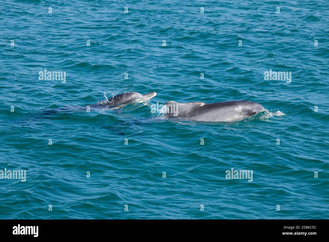 I delfini megattere dell'Oceano Indiano (Sousa plumbea) sono una specie a rischio di estinzione che affronta molte minacce umane. Plettenberg Bay è un luogo affidabile per vederli. Foto Stock