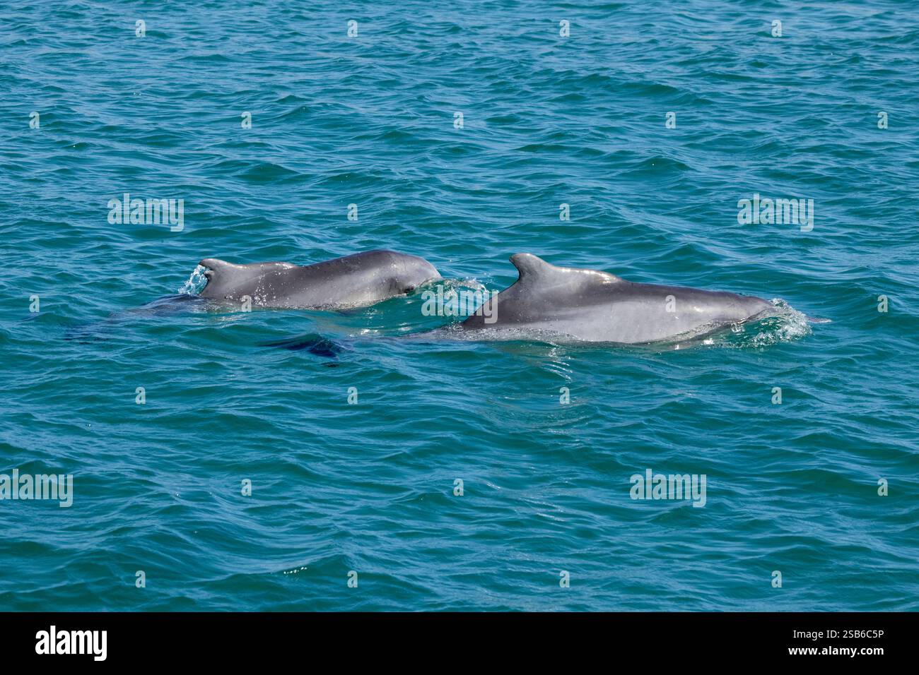 I delfini megattere dell'Oceano Indiano (Sousa plumbea) sono una specie a rischio di estinzione che affronta molte minacce umane. Plettenberg Bay è un luogo affidabile per vederli. Foto Stock