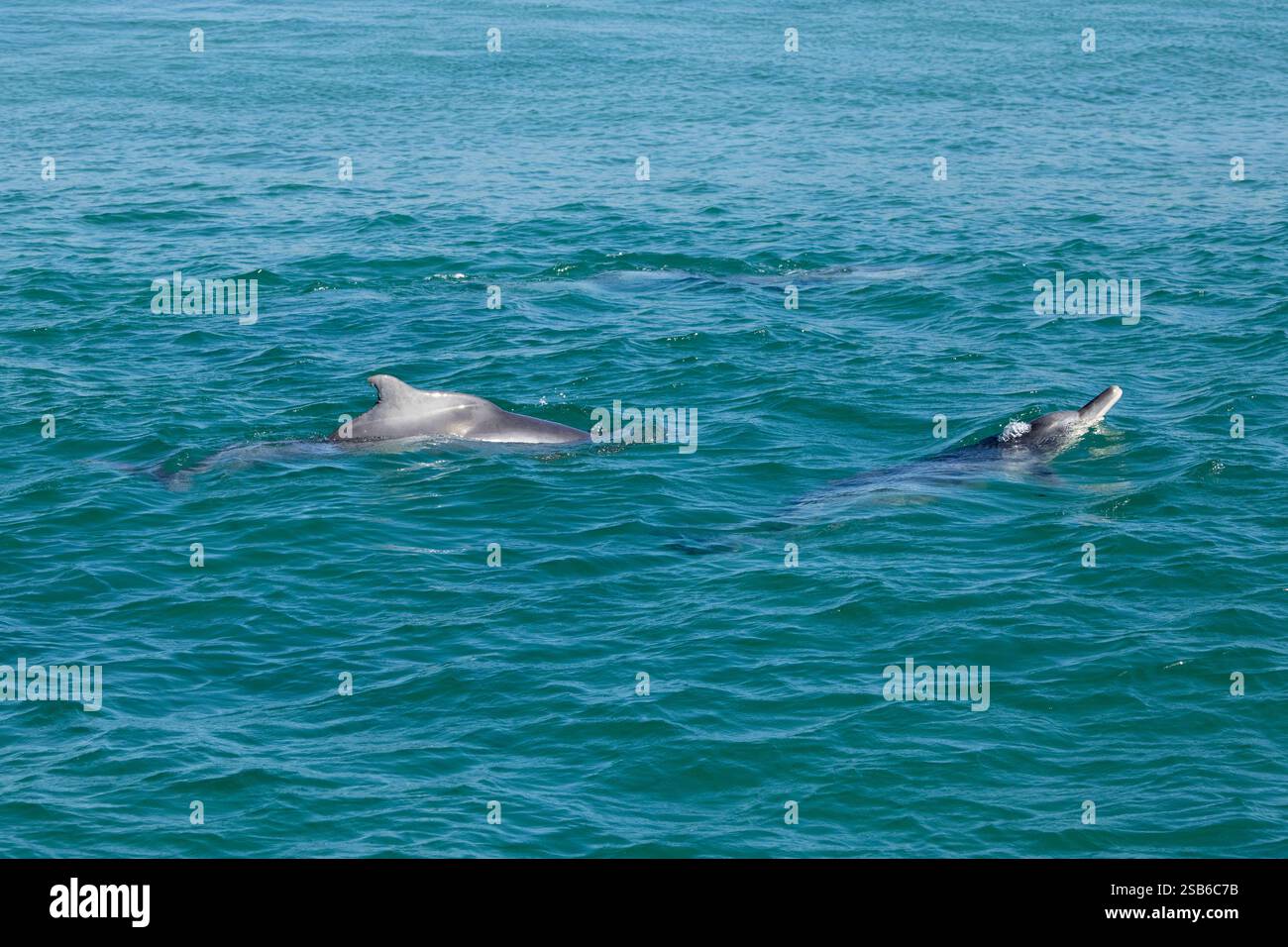 I delfini megattere dell'Oceano Indiano (Sousa plumbea) sono una specie a rischio di estinzione che affronta molte minacce umane. Plettenberg Bay è un luogo affidabile per vederli. Foto Stock