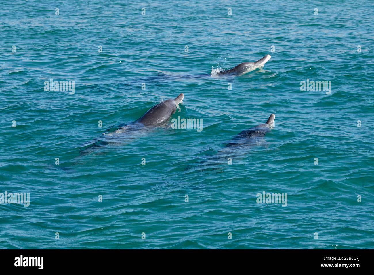 I delfini megattere dell'Oceano Indiano (Sousa plumbea) sono una specie a rischio di estinzione che affronta molte minacce umane. Plettenberg Bay è un luogo affidabile per vederli. Foto Stock