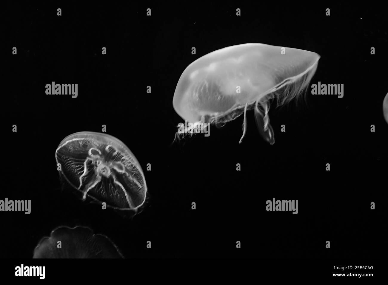 Animali allo zoo di Toronto Foto Stock