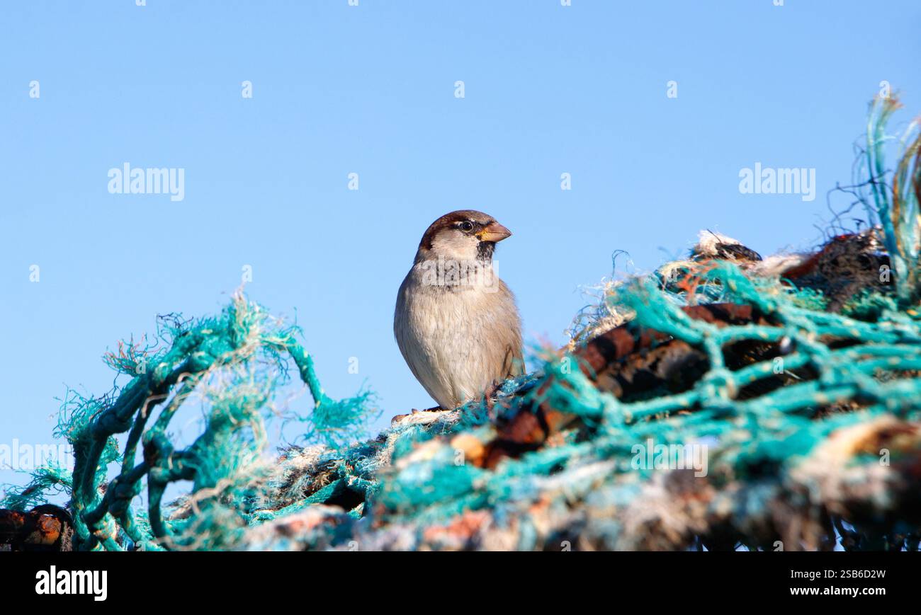 Casa maschile Sparrow, Passer domesticus, arroccato su metallo arrugginito circondato da colorate reti da pesca sullo sfondo di un cielo azzurro Foto Stock