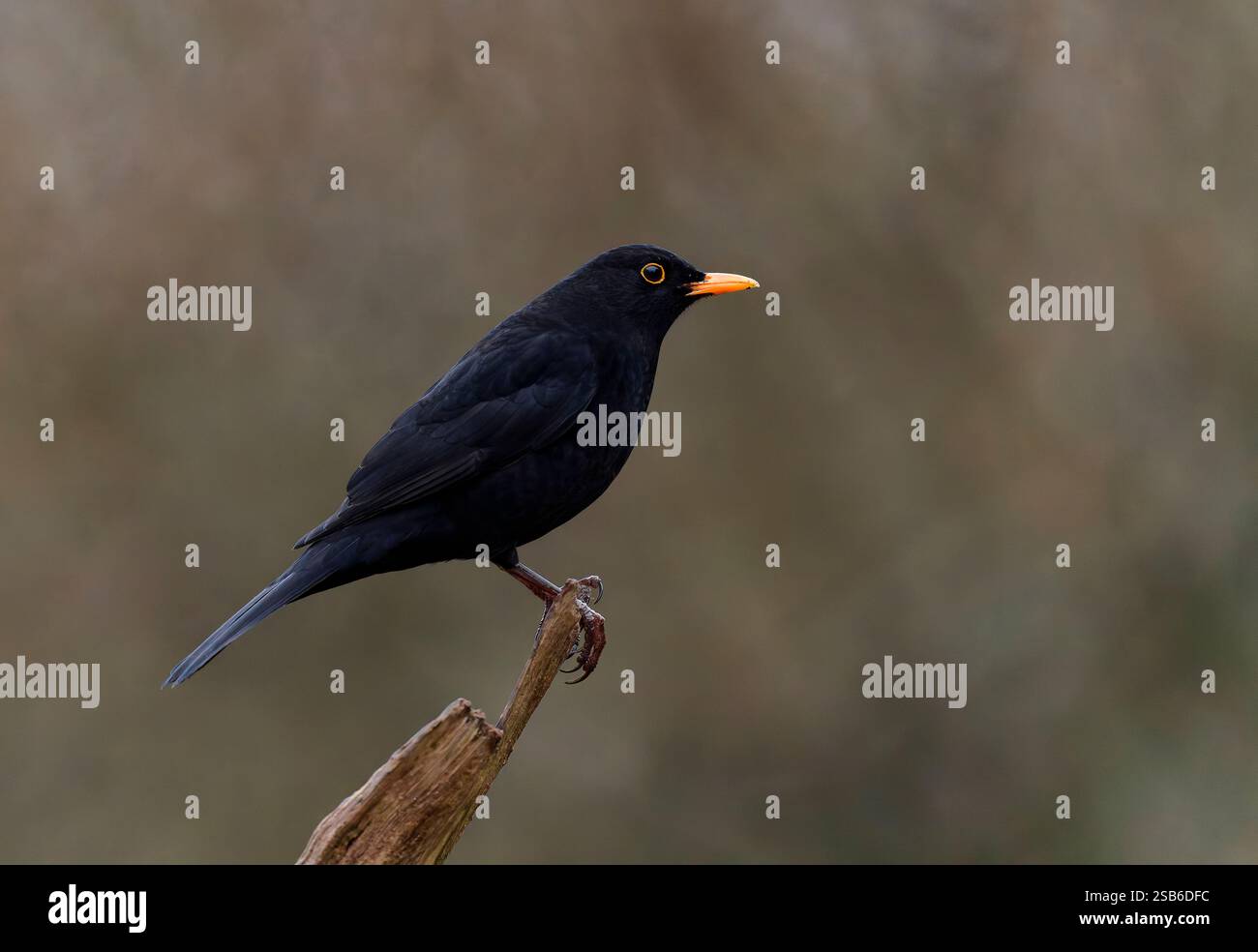 Un maschio adulto Blackbird, (Turdus merula), arroccato su un vecchio ramo di albero Foto Stock