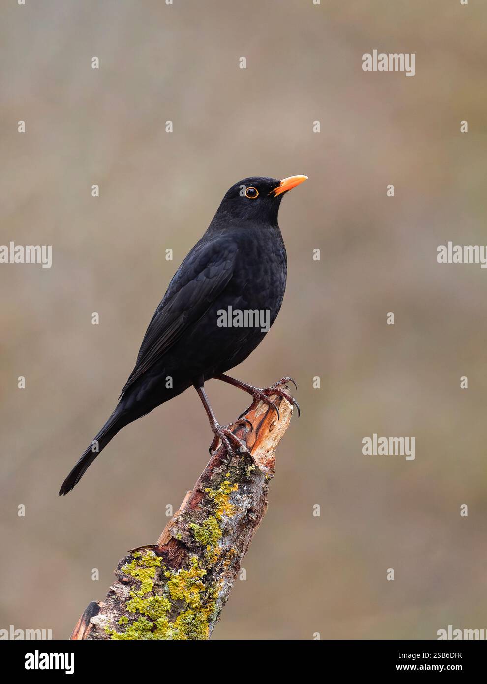 Un maschio adulto Blackbird, (Turdus merula), arroccato su un vecchio ramo di albero Foto Stock