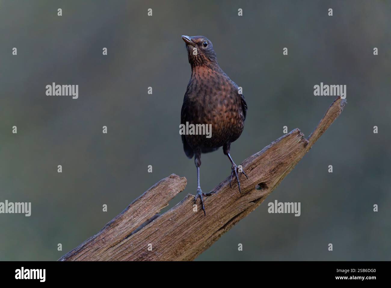 Una femmina adulta Blackbird, (Turdus merula), arroccata su un vecchio ramo d'albero Foto Stock