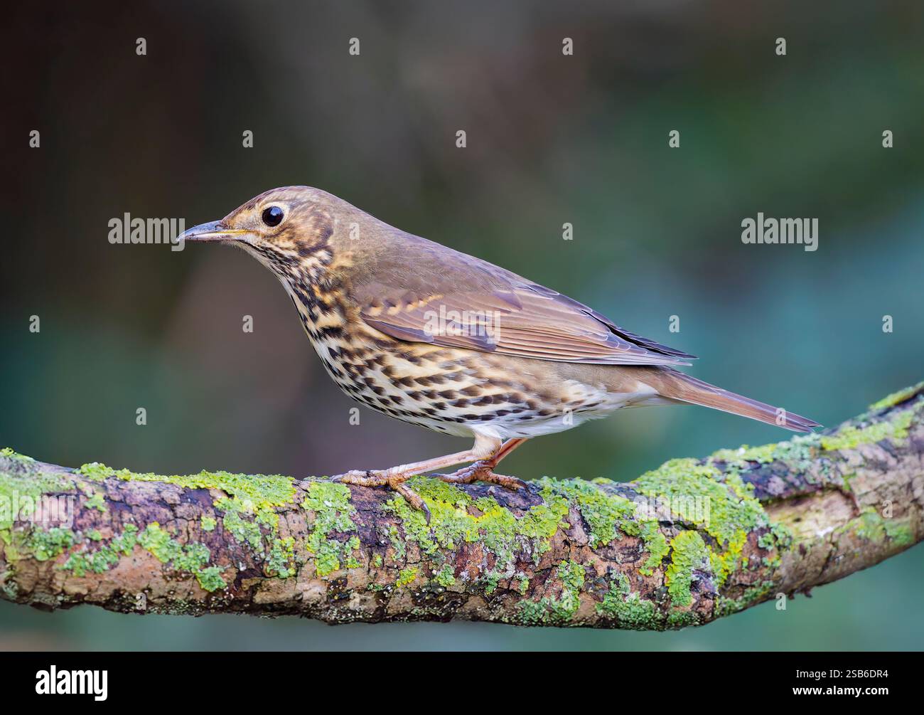 Un solitario Song Thrush, (Turdus philomelos), arroccato su un vecchio ramo di albero Foto Stock