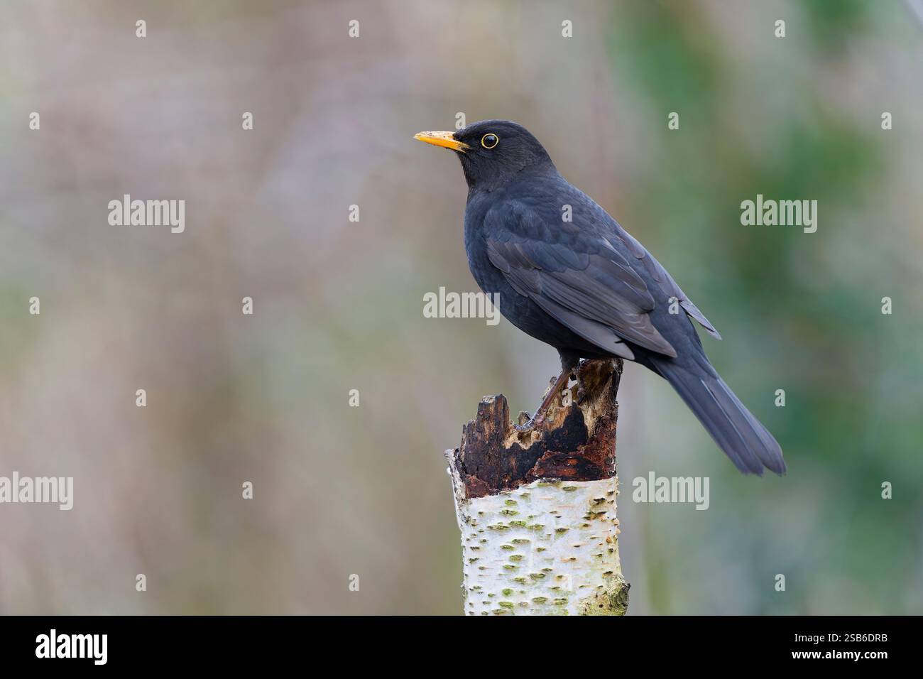 Un maschio adulto Blackbird, (Turdus merula), arroccato su un vecchio ramo di albero Foto Stock