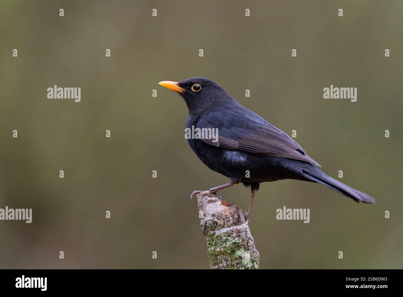 Un maschio adulto Blackbird, (Turdus merula), arroccato su un vecchio ramo di albero Foto Stock
