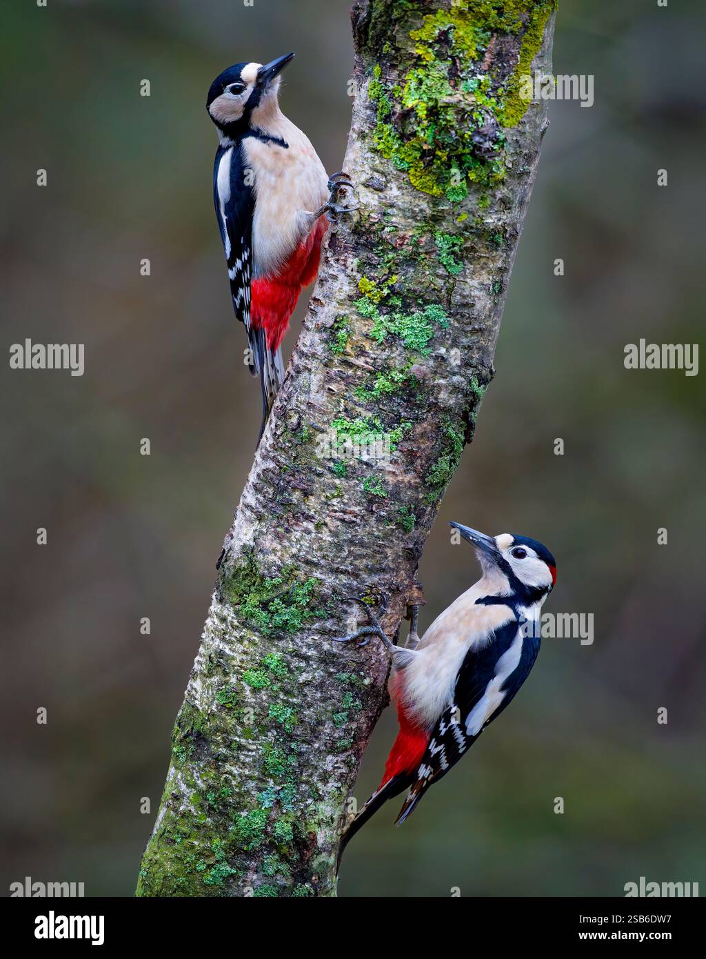 Un maschio e una femmina grande picchio maculato, (Dendrocopos Major), aggrappato al lato di un tronco di albero coperto di licheni. Lees, West Yorkshire, Regno Unito Foto Stock