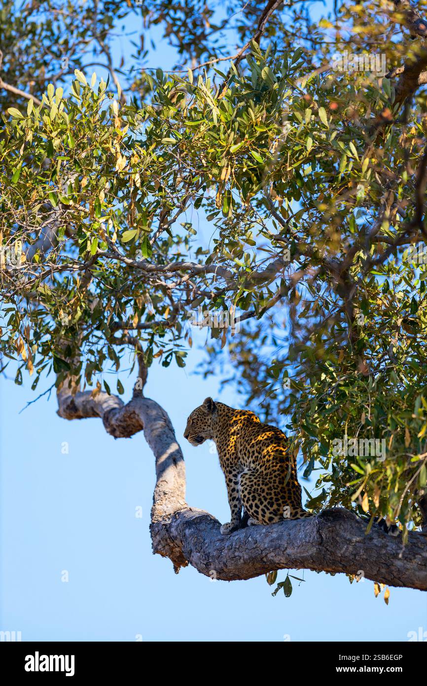 Un leopardo maestoso si trova arroccato su un ramo d'albero, scansionando l'orizzonte. La luce del sole filtra attraverso le foglie, illuminando il leopardo Foto Stock