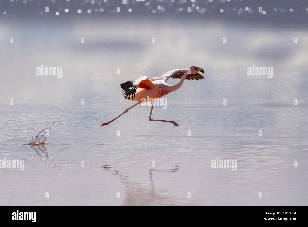 Il Flamingo decolla sulla laguna colorada Foto Stock
