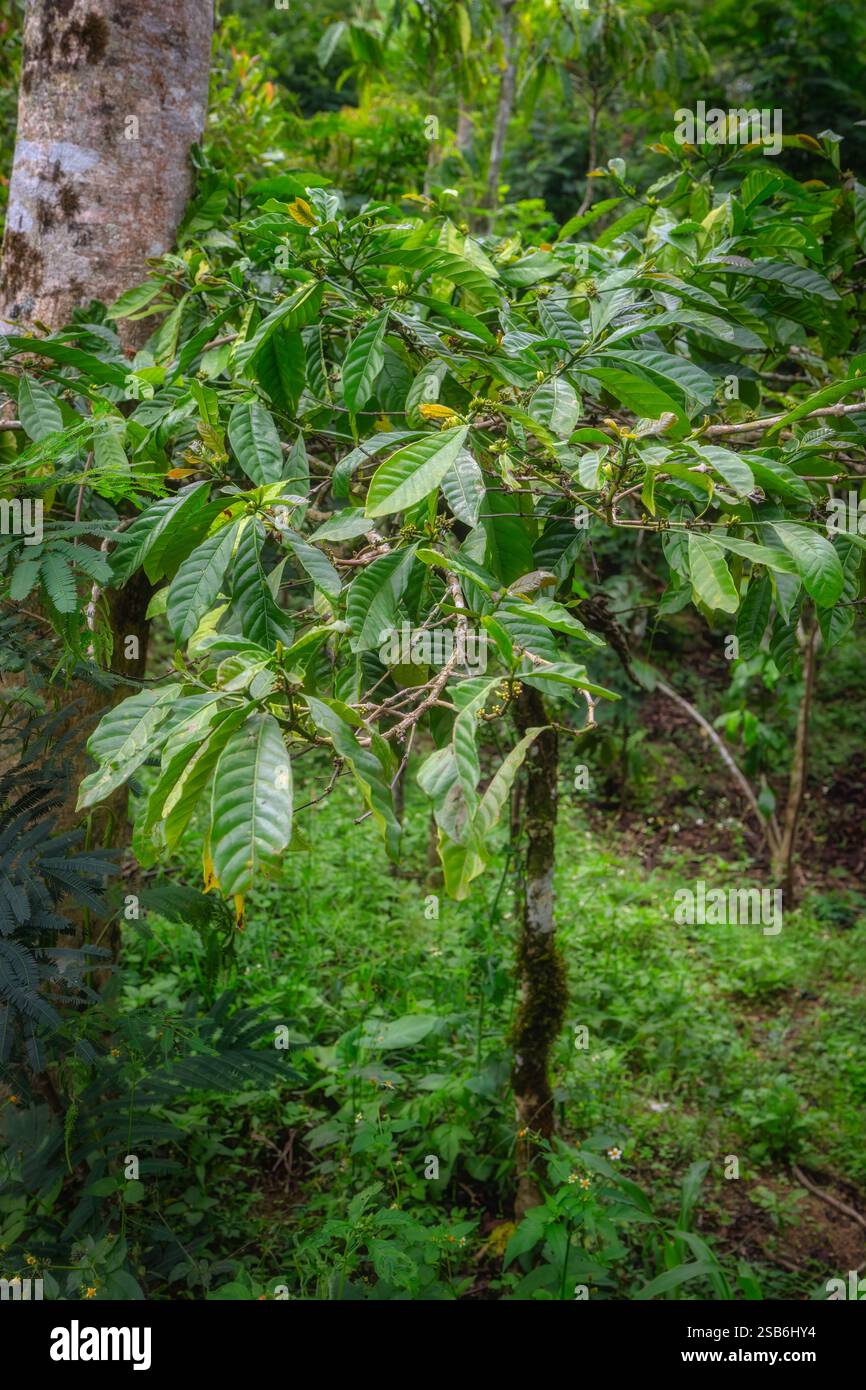 In piedi, una vibrante pianta di caffè mostra il suo lussureggiante verde vegetazione accanto alle ciliegie di caffè in erba, il tutto all'interno di un ricco arazzo della vegetazione della foresta pluviale circostante, Bali, Indonesia Foto Stock