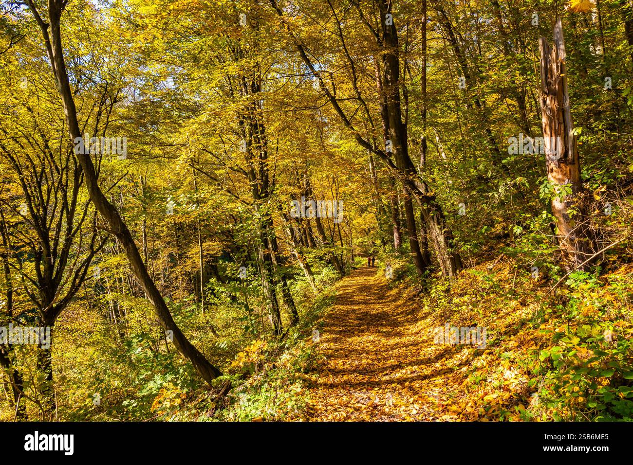 Sentiero forestale con foglie di alberi colorate nel paesaggio autunnale del Parco Nazionale di Ojcow, Polonia Foto Stock