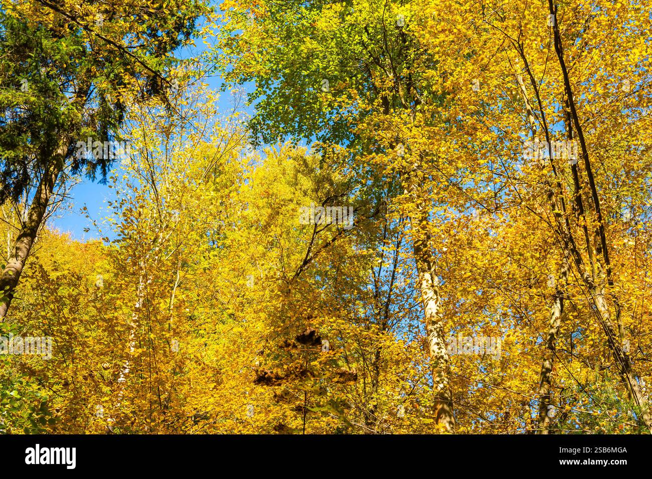 Foglie d'albero colorate nel paesaggio autunnale del Parco Nazionale di Ojcow, Polonia Foto Stock