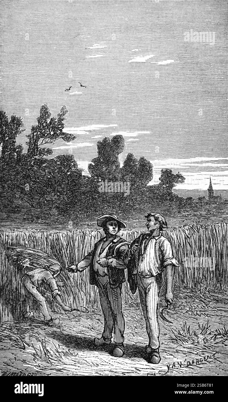 Raccolta del grano raccolta con Hand Scythe Francia. Incisione vintage o storica o illustrazione 1887 Foto Stock